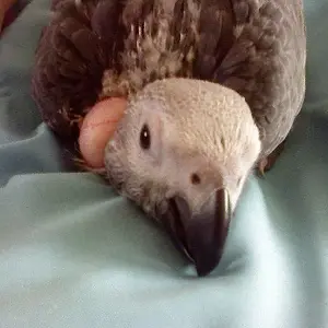 Mishka   -  African Grey
