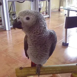 Mishka   -  African Grey