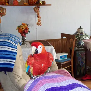 Sassy The Macaw