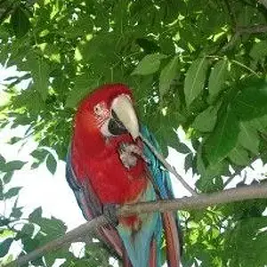 Little Wing In His Tree