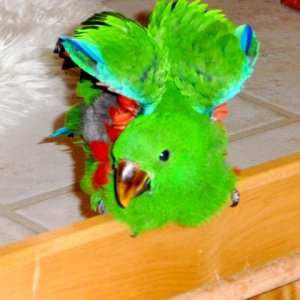 Helo - Baby Si Male Eclectus