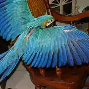 Tiko Spreading Her Wings