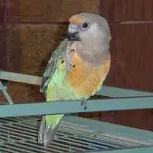 African Red-bellied Parrot