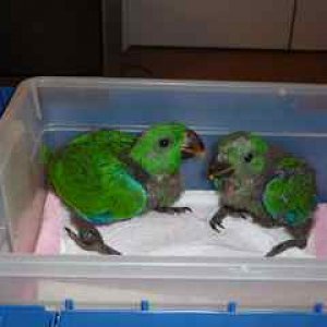 Baby Si Eclectus Males