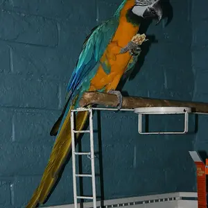 My New Adoption!