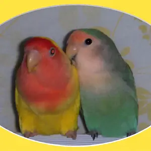 Rio & Mario