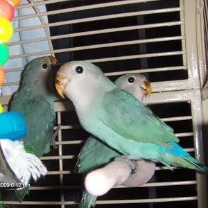 Rio & Marios Babys