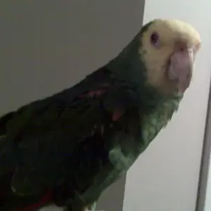 Peanut