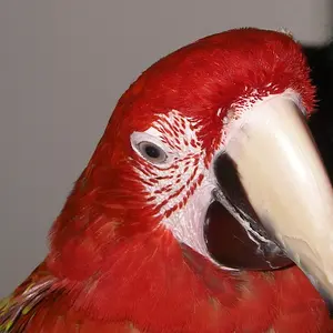 Octavio