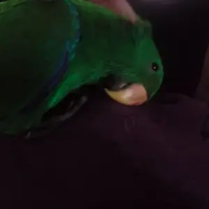 Jack