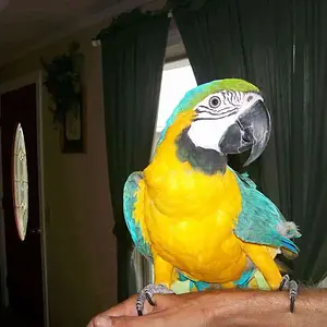 Blue And Gold Macaw