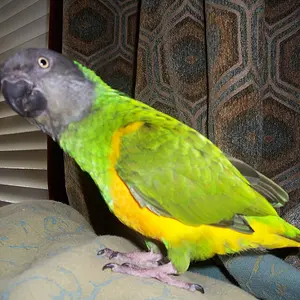 Bibi, King Of The Couch