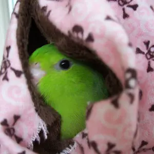 Katie In Her Cuddle Pocket