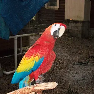 Scarlet & Blue-throated Macaws