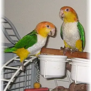 Indy and Tango