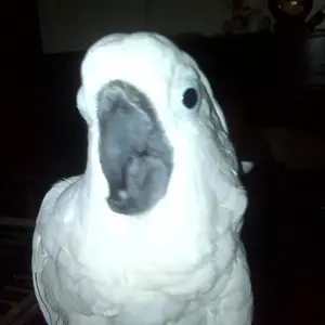 Media 'Adam' in category 'Cockatoos'