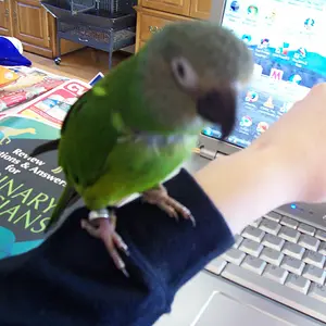 Study Budy