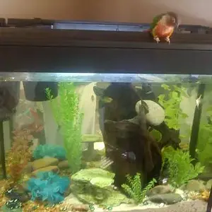 Tiki On The Angel Species Tank