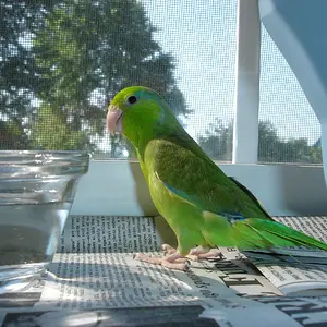 Beemer The Parrotlet