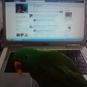 Jack