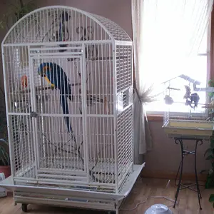 The Birds  :)