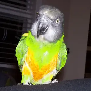 Jessie - Senegal