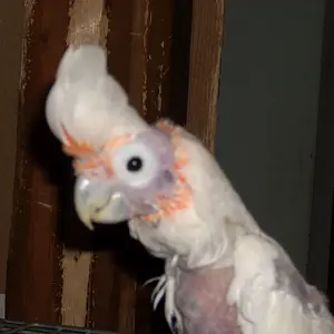 Bernie