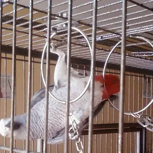 Mishka 2  1/2 Years Old