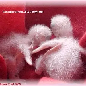 Senegal Babies...6 & 9 days old