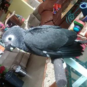 Our New Baby (kodi)