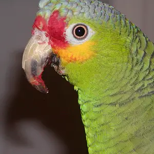 Dakota A Red-lored