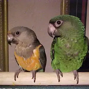 Red Bellied & Lesser Jardines