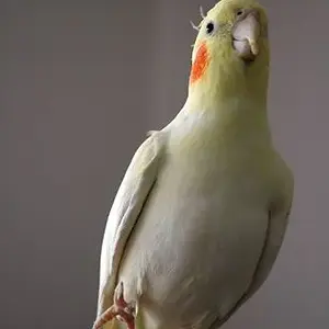 Waving