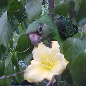 Lesser Jardines Juvenile  (Margo)