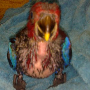 My Eclectus Eckie When I First Got Her