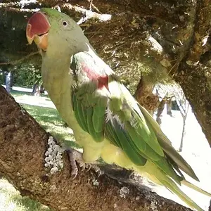 Birdy