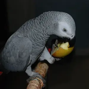 Cocoa