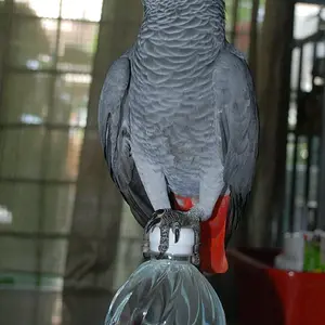 Cocoa