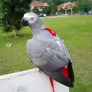 Cocoa