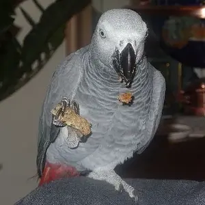 Beau