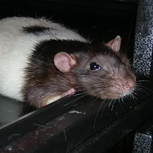 Beautiful Beano!