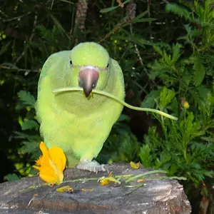 My Birdies :d