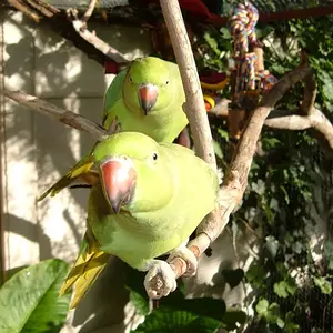 My Birdies :d