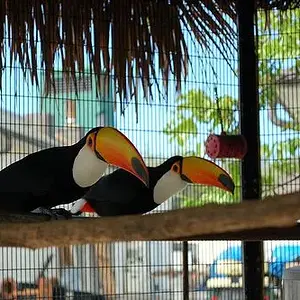 Toco1