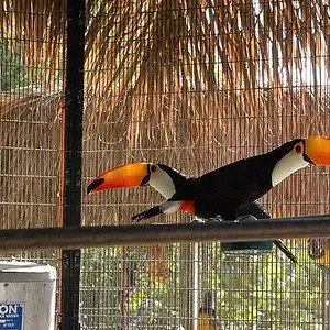 Toco2