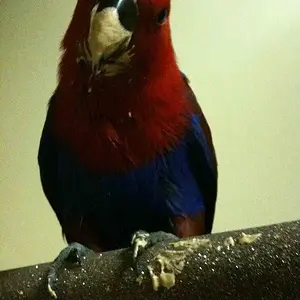 Scarlett Getting Into My Chocolate Mousse