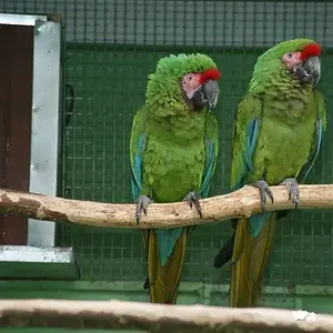 Talking Pair Of Hyacinth Macaw Parrot Birds For Adoption