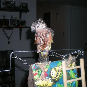 Wet Red Belly Parrot!