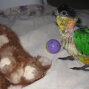 Pilot: Do I Sleep On The Bunny Or Kick The Ball?