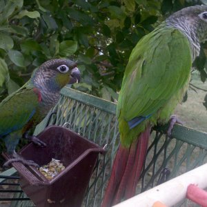 My New Conures